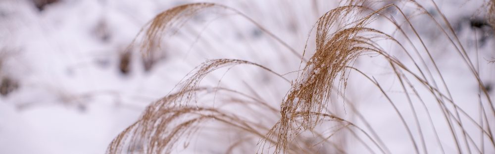 pierre-johan.laffitte